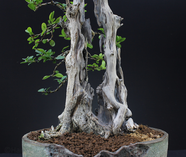 Privet bonsai deadwood